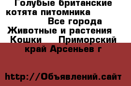 Голубые британские котята питомника Silvery Snow. - Все города Животные и растения » Кошки   . Приморский край,Арсеньев г.